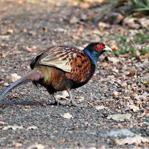 Common Pheasant