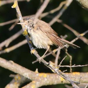 Eurasian Reed-warbler