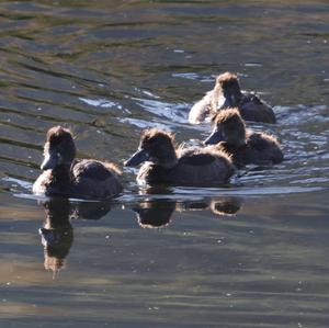 Tufted Duck