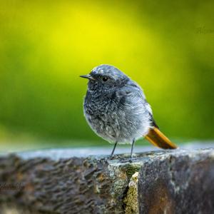 Black Redstart