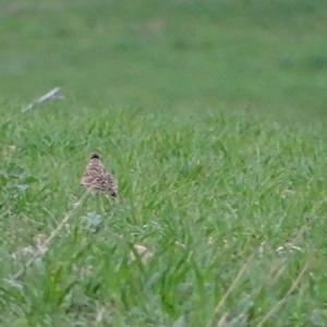 Eurasian Skylark