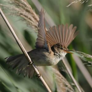 Eurasian Reed-warbler