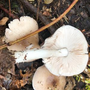 Fawn Mushroom