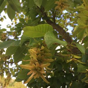 Hornbeam (European)