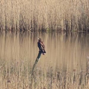 White-tailed Eagle