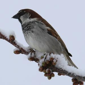 House Sparrow