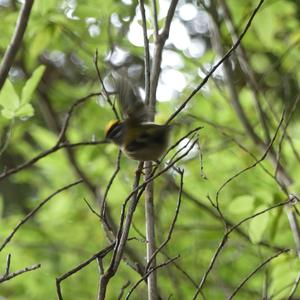 Firecrest