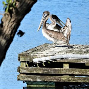 Brown Pelican