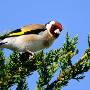 European Goldfinch