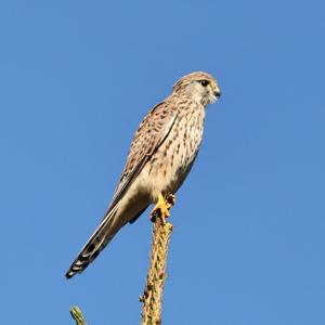 Common Kestrel