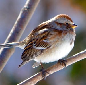 American Tree Sparrow