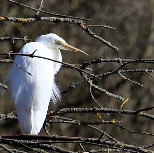 Great Egret