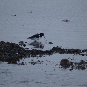 Eurasian Oystercatcher