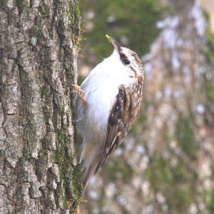 Short-toed Treecreeper