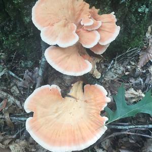 Chicken Mushroom