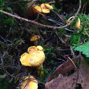 Chanterelle, Common