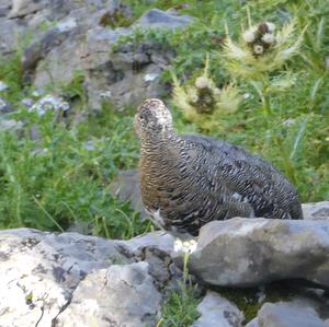 Alpenschneehuhn