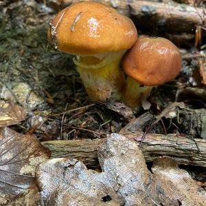 Larch Suillus