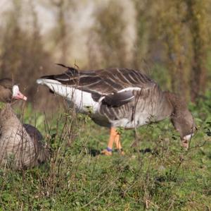 Greater White-fronted Goose