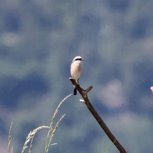 Red-backed Shrike