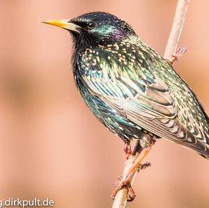 Common Starling