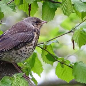 Song Thrush