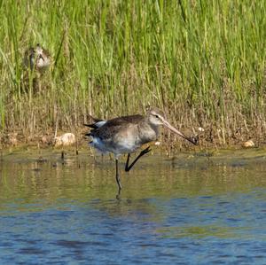 Black-tailed Godwit