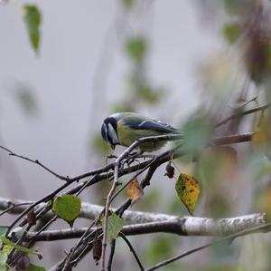 Blue Tit