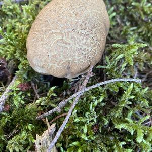 Scarlet-stemmed Bolete