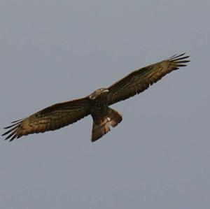 Common Buzzard