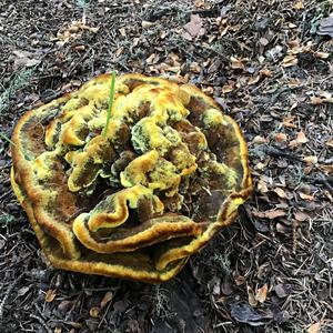 Pine Dye Polypore