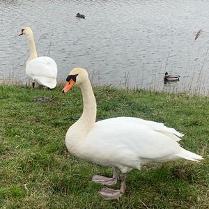 Mute Swan