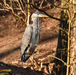 Grey Heron