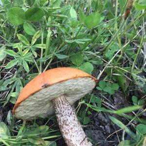 Orange Birch Bolete