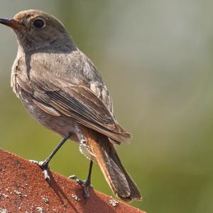 Black Redstart