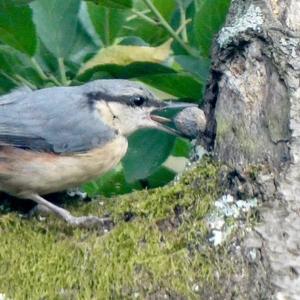 Wood Nuthatch