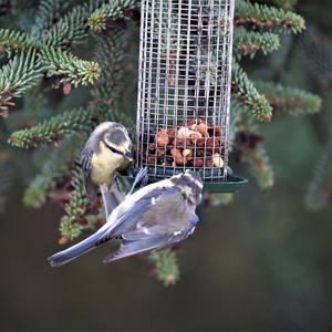 Blue Tit