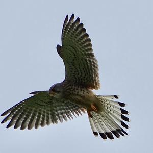 Common Kestrel