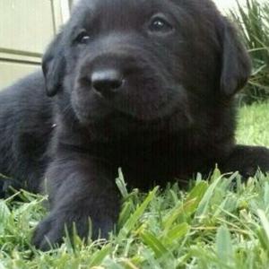 Retriever (Labrador)