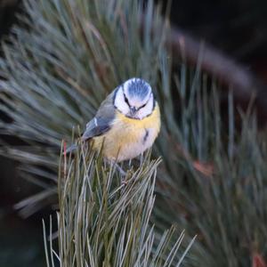 Blue Tit