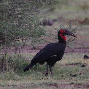 Southern Ground-hornbill