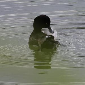 Tufted Duck