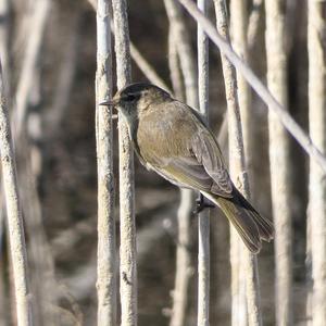 Common Chiffchaff