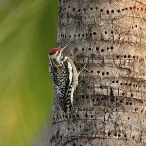 Yellow-bellied Sapsucker