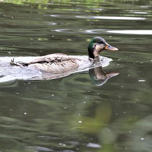 Mallard