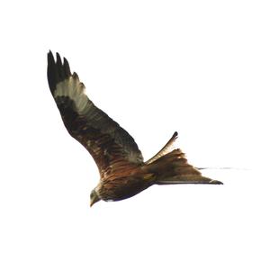 Red Kite