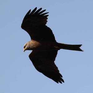 Black Kite