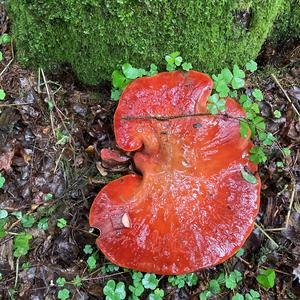 Beefsteak Polypore