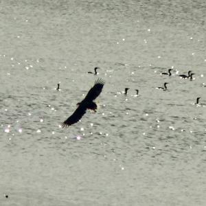 White-tailed Eagle