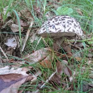 Old Man of the Woods